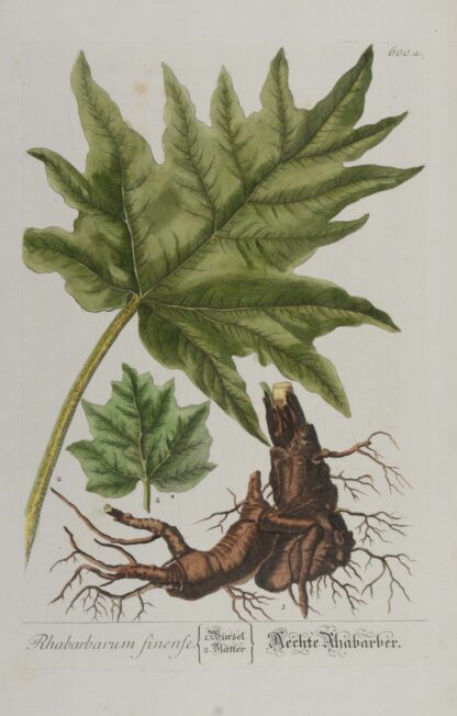 -Rhabarbarum sinense. Aechte Rhabarber. Darstellung von Wurzel und Blatt der Rhabarbers.