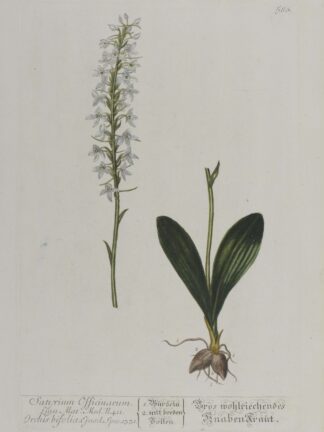 -Satyrium Officinarum... Orchis bifolia.... 1331. Gros wohlriechendes Knabenkraut. Darstellung eines weissblühenden Knabenkrauts mit Wurzelknollen und Blütenstand.