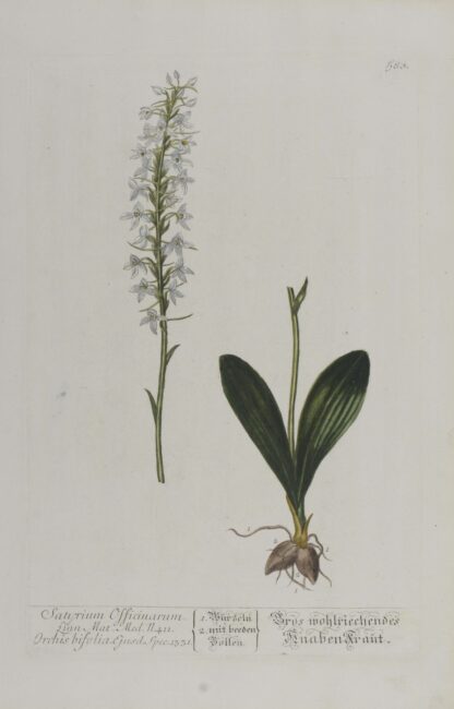 -Satyrium Officinarum... Orchis bifolia.... 1331. Gros wohlriechendes Knabenkraut. Darstellung eines weissblühenden Knabenkrauts mit Wurzelknollen und Blütenstand.