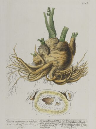 -Cicutae quaticae radix. verno et cestivo tempore. Wasser-Schierlings Wutzel zur Frühlings und Sommerzeit. Darstellung einer Wurzelknolle des Wasserschierlings.