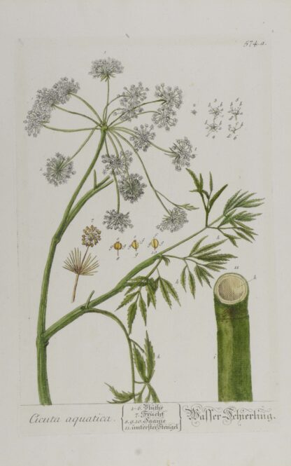 -Cicuta aquatica. Wasser-Schierling. Darstellung von Stängel
