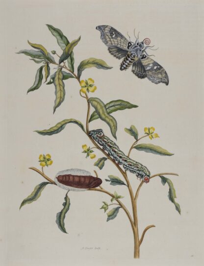 MERIAN