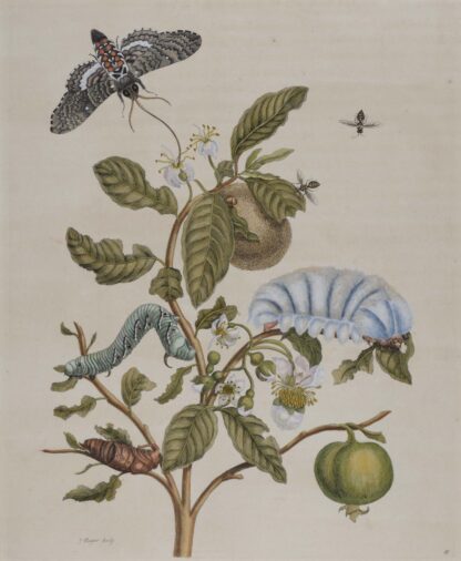 MERIAN