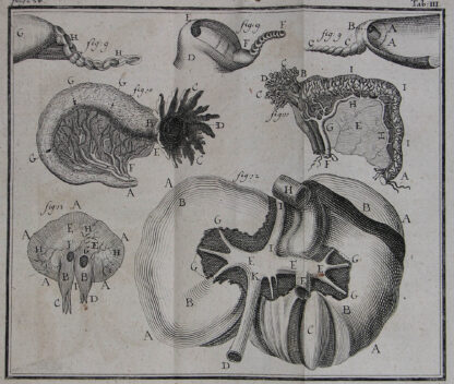 Lorenz. -Compendium Anatomicum totam rem anatomicam brevissime complectens.