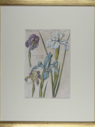 -IRIS. Vier unterschiedliche Irissorten auf Blatt 61 aus: Florilegium Renovatum Et Auctum: Das ist: Vernewertes und vermehrtes Blumenbuch.