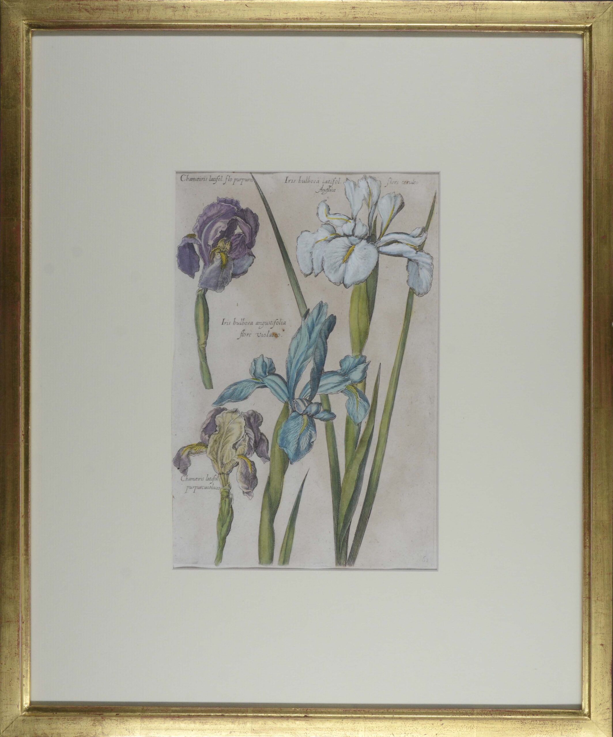 -IRIS. Vier unterschiedliche Irissorten auf Blatt 61 aus: Florilegium Renovatum Et Auctum: Das ist: Vernewertes und vermehrtes Blumenbuch.