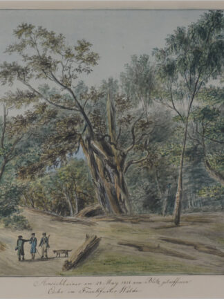 -Ansicht einer am 28 May 1826 vom Blitz getroffenen Eiche im Frankfurter Walde.