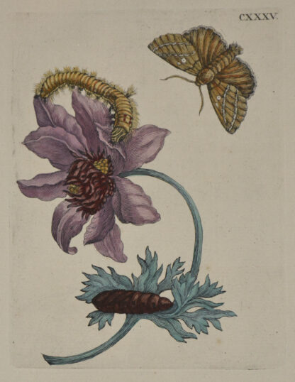 MERIAN