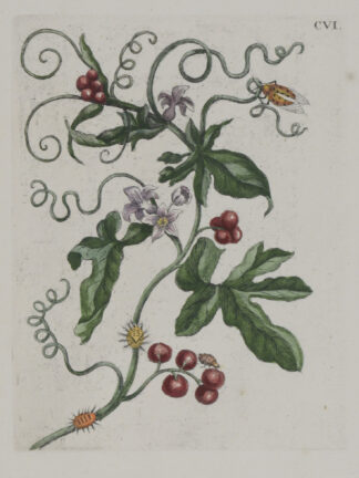 MERIAN