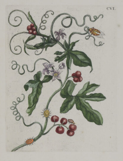 MERIAN