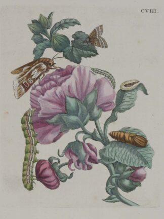 MERIAN
