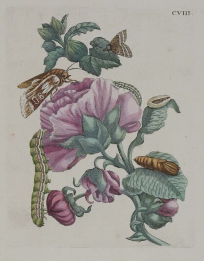 MERIAN
