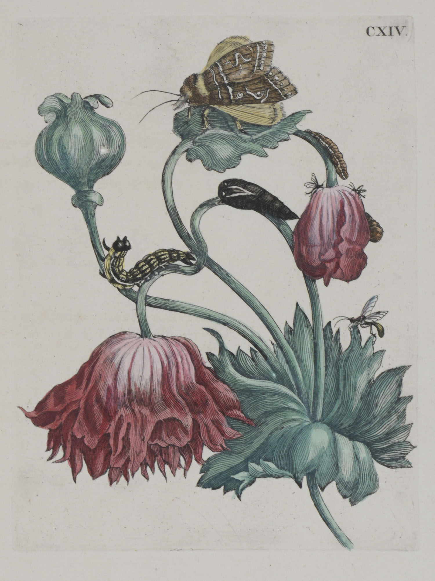 MERIAN