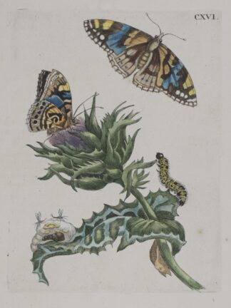 MERIAN
