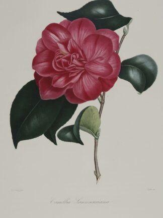 -KAMELIE. Camellia Lanzeseuriana. Darstellung einer Kamelie in Karmin Rosé mit Blättern.