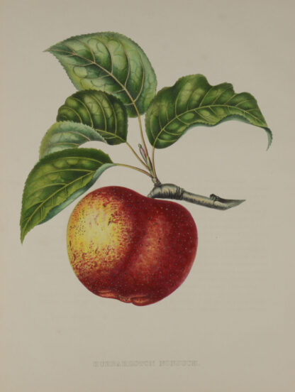 -ÄPFEL. (Pomme) Hubbardston Nonsuch. Darstellung eines Zweiges mit einem Apfel.