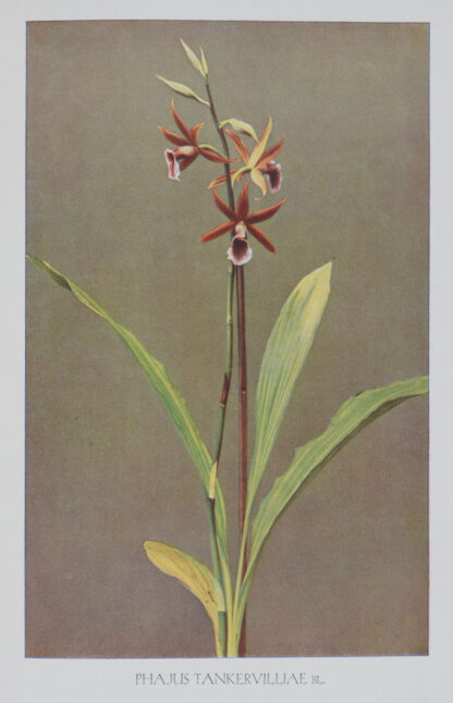 Kultur und Züchtung. Handbuch für Orchideenliebhaber