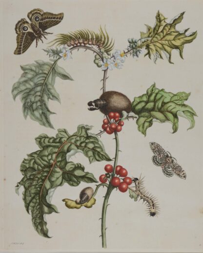 MERIAN