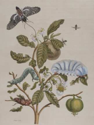 MERIAN