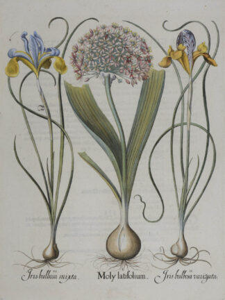 -Moly latifolium und Iris bulbosa. Sommerlauch und bunte spanische Schwertlilie. 3 Pflanzendarstellungen auf einem Blatt.