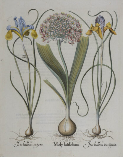 -Moly latifolium und Iris bulbosa. Sommerlauch und bunte spanische Schwertlilie. 3 Pflanzendarstellungen auf einem Blatt.