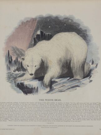 (WHYMPER