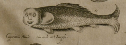 John. -Historiae naturalis de piscibus et cetis...