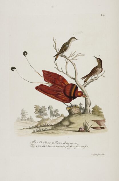 Georg Wolfgang. -Deliciae naturae selectae