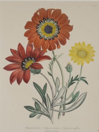 -Gagania pavonica