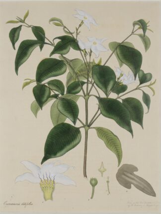 -Cameraria latifolia. Darstellung eines Zweiges