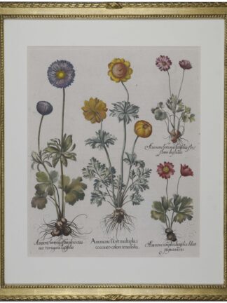 -Anemone flore multiplici