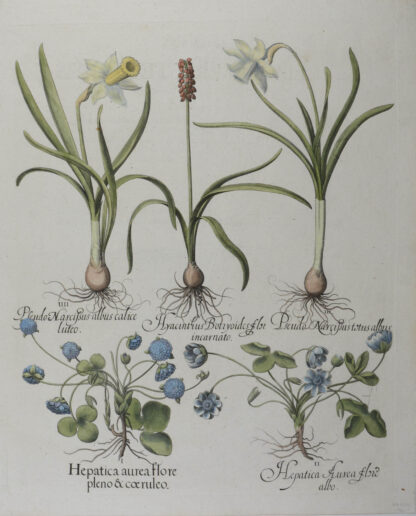 -Hepatica Aurea... Pseudo Narcissus... Hyacinthus ... Leberblümchen