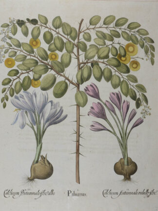 -Paliurus (und) Colchicum Autumnale... Christusdorn und Herbstzeitlose. 3 Pflanzendarstellungen auf einem Blatt.
