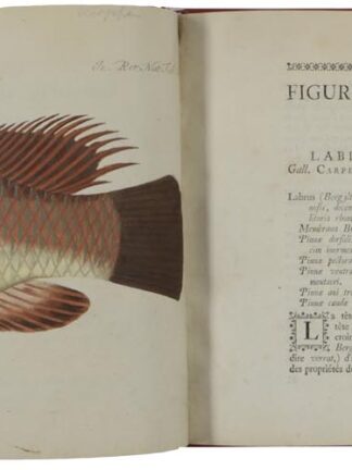 (ASCANIUS