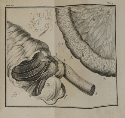 Lorenz. -Compendium Anatomicum totam rem anatomicam brevissime complectens.