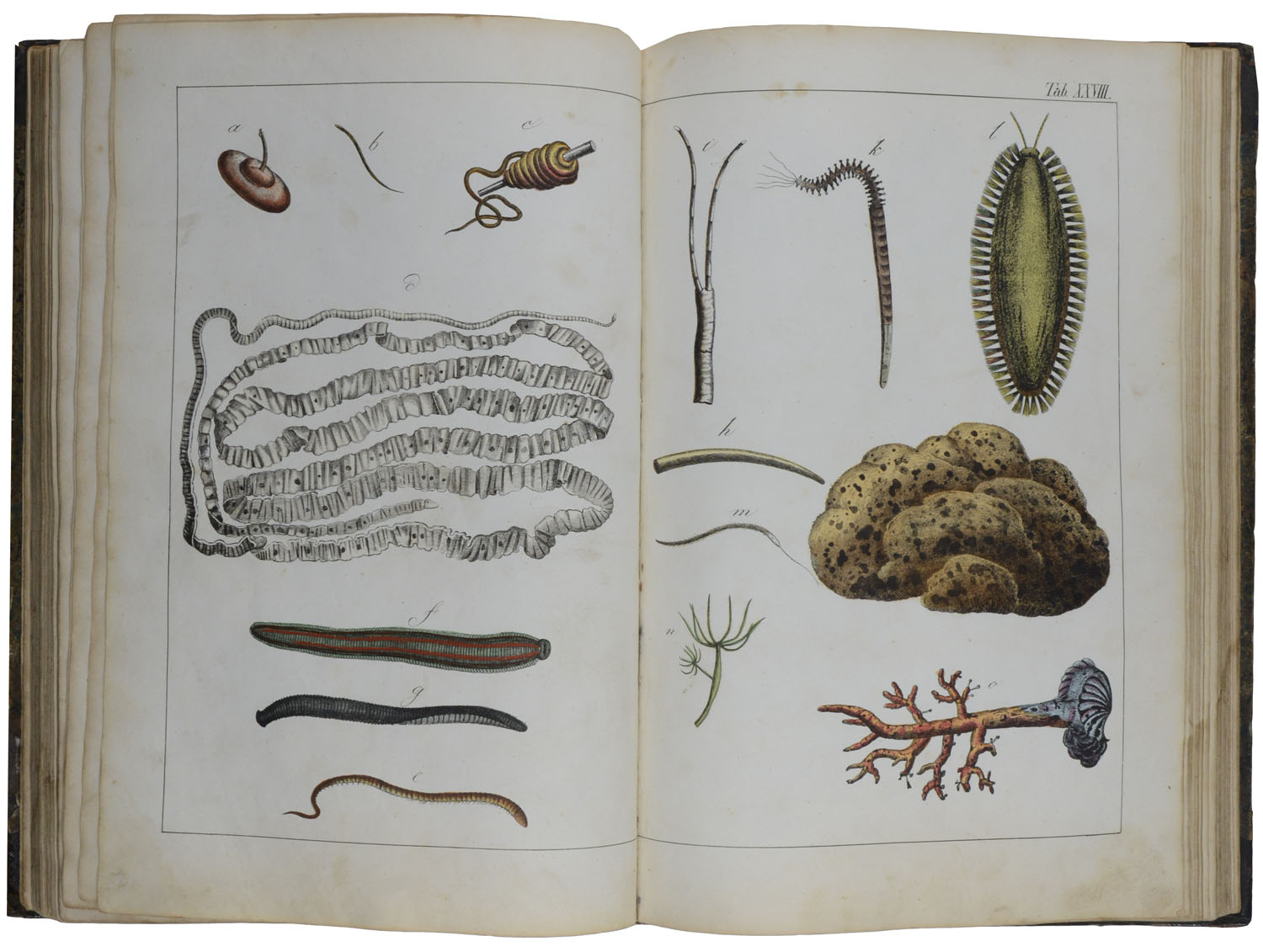 Würmer und Strahlenthiere (und) der Vögel in Bildern