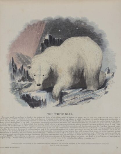 (WHYMPER