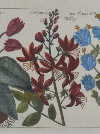 -ALPENVEILCHEN. BRENNENDER BUSCH. DIPTAM. Cyclamen