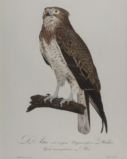 -ADLER. Der Adler mit weißen Augenkreisen. (Aquila leucamphomma - Bek.). Weibchen.