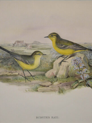 -SCHAFSTELZE. Budytes rayi (Yellow Wagtail).
