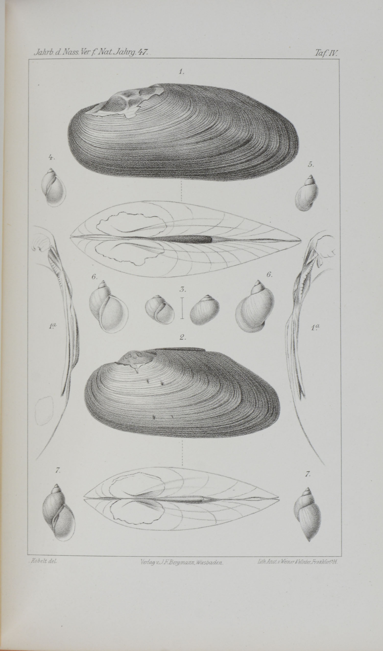 Arnold (Hrsg.). -Jahrbücher des Nassauischen Vereins für Naturkunde. Jahrgänge 47-49.