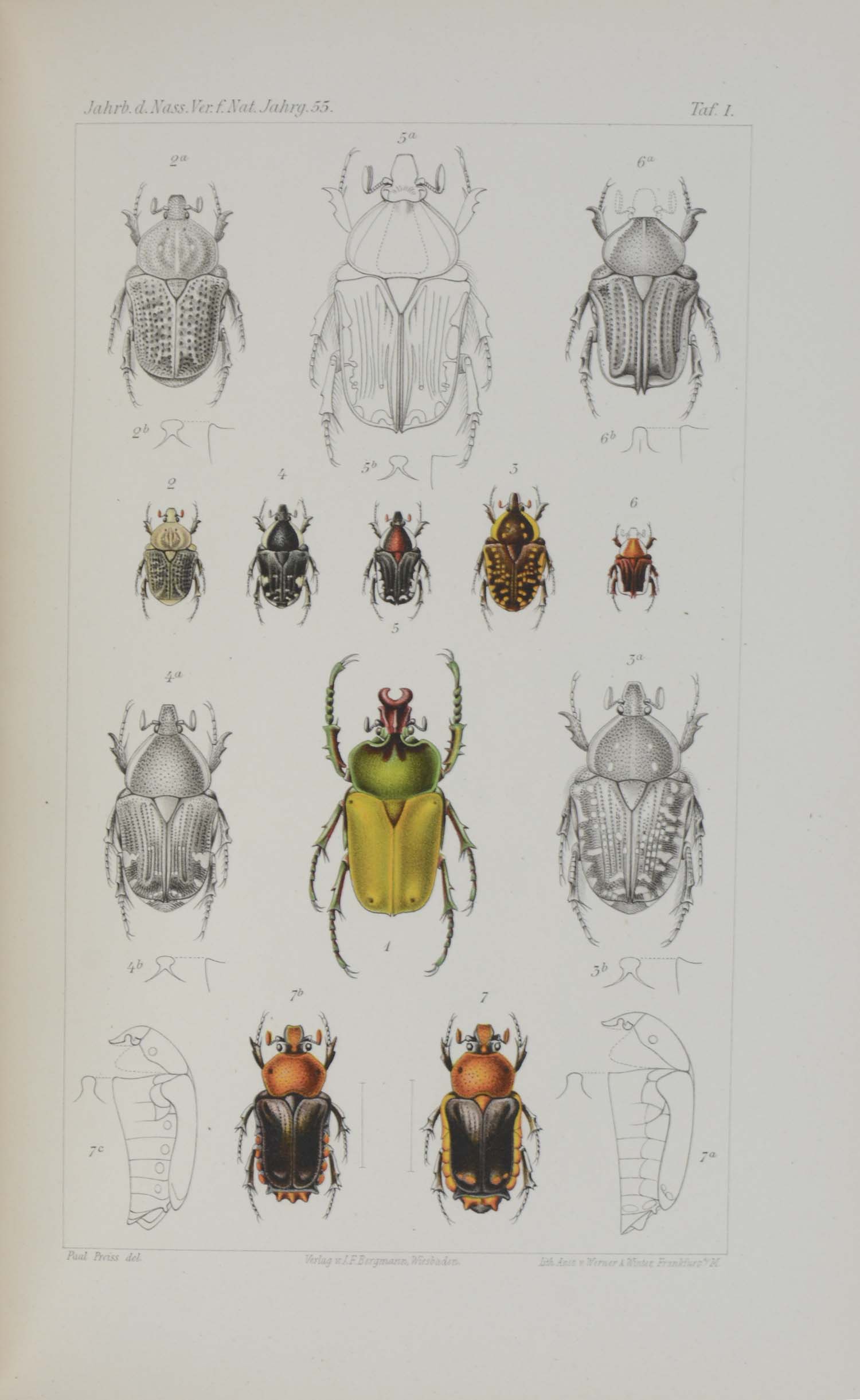 Arnold (und) Heinrich FRESENIUS (Hrsg.). -Jahrbücher des Nassauischen Vereins für Naturkunde. Jahrgänge 55-67.