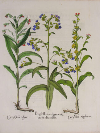 -Buglossum vulgare violaceo et albo colore; Cynoglossum vulgare; Cynoglossum Narbonense. 3 Pflanzendarstellungen auf einem Blatt.