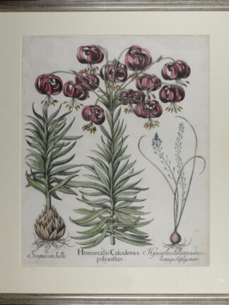 -Hemerocallis Calcedonica polyanthos