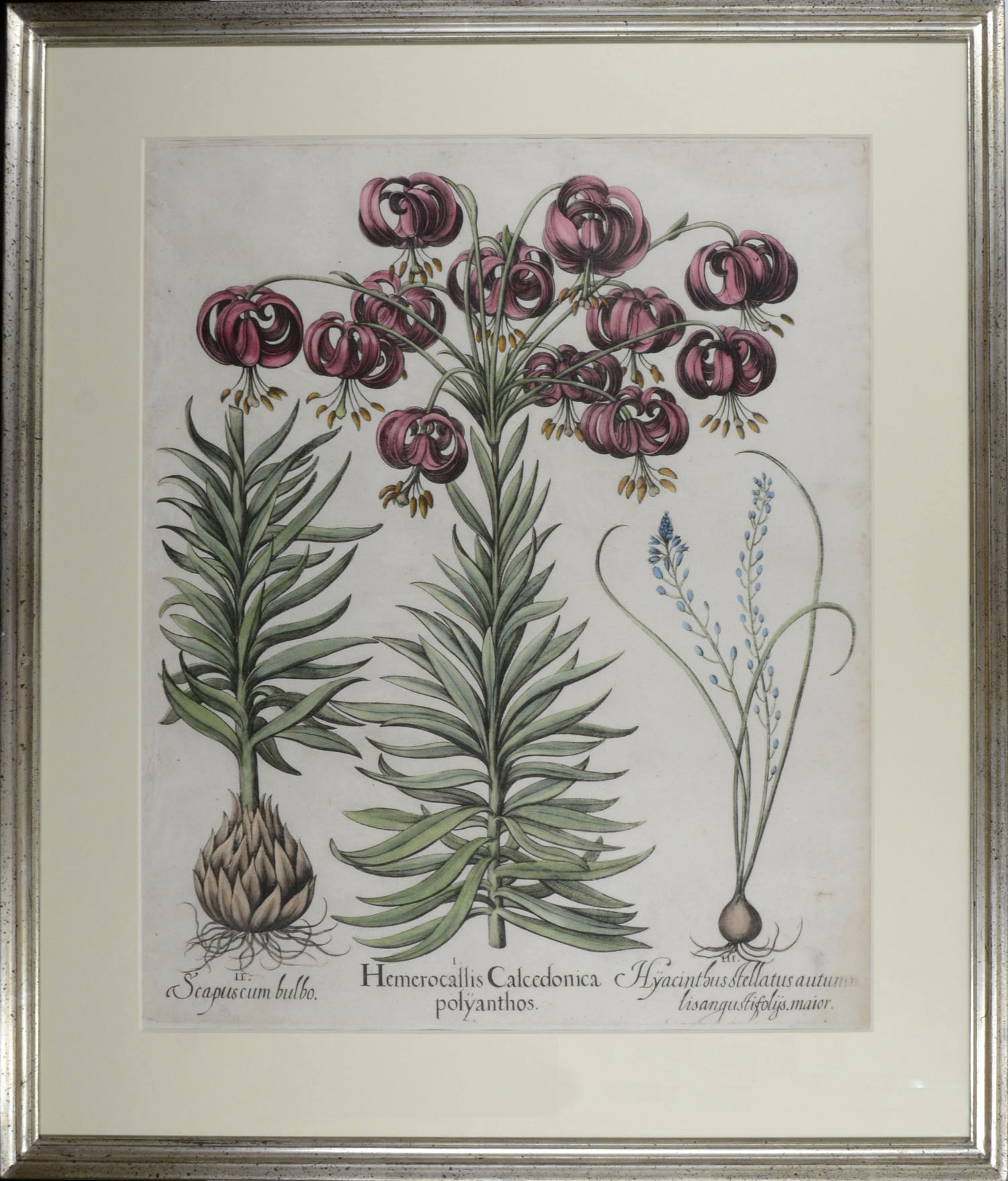 -Hemerocallis Calcedonica polyanthos