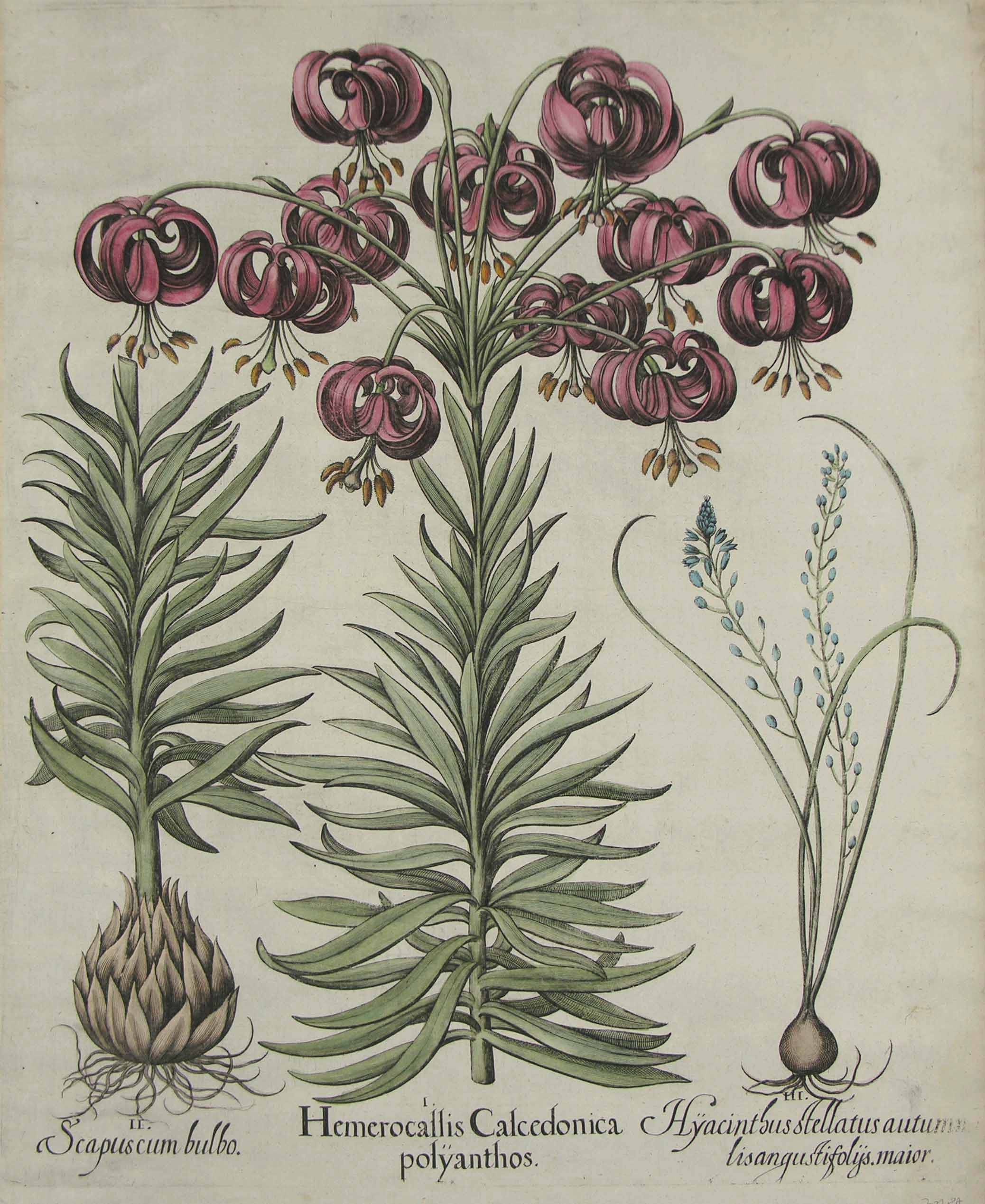 Scapuscum bulbo und Hyacinthus stellatus autumn... Türkenbundlilie und Herbsthyazinthe. 2 Pflanzendarstellungen auf einem Blatt. (Türkenbund in 2 Teilen).