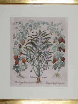 -Balsamina foemina. Momordica balsamina. Balsamina Masfructu puniceo. 3 Balsaminengewächs-Darstellungen auf einem Blatt.