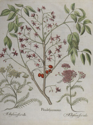 -Pseudosycomorus; Millefolium flore rubio (und) Milleflorium flore albo. Chinesischer Holunder oder Zedrachbaum und Scharfgarbe. 3 Pflanzendarstellungen auf einem Blatt.