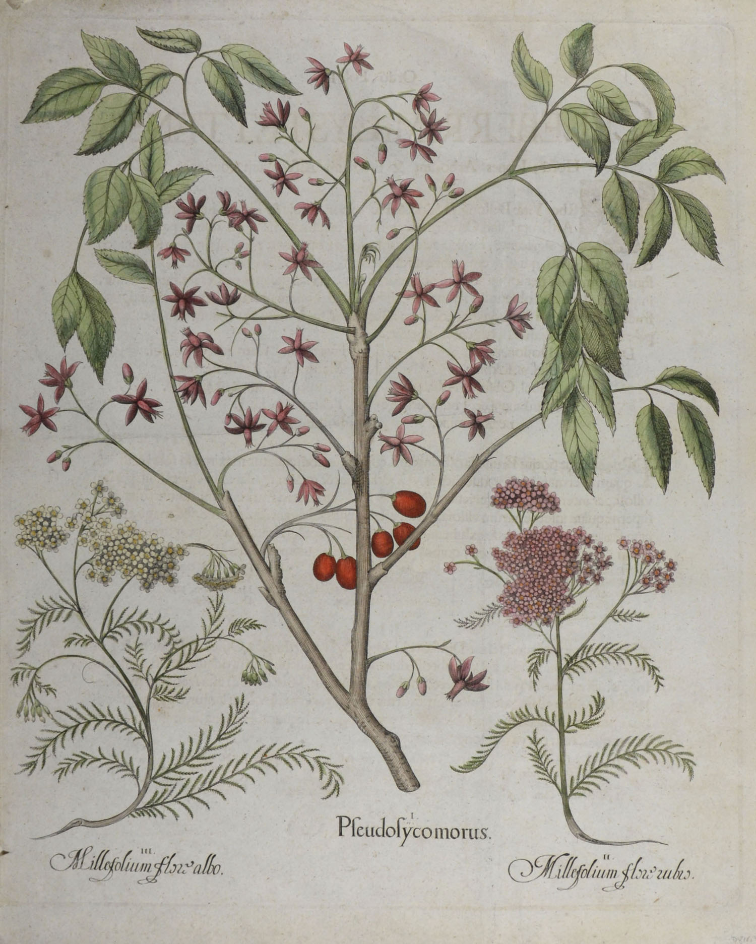 -Pseudosycomorus; Millefolium flore rubio (und) Milleflorium flore albo. Chinesischer Holunder oder Zedrachbaum und Scharfgarbe. 3 Pflanzendarstellungen auf einem Blatt.