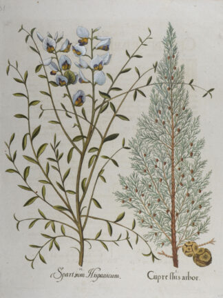 -Cupressus arbor (und) Spartium Hispanicum. Italienische Zypresse und Spanischer Besenginster. 2 Pflanzendarstellungen auf einem Blatt.